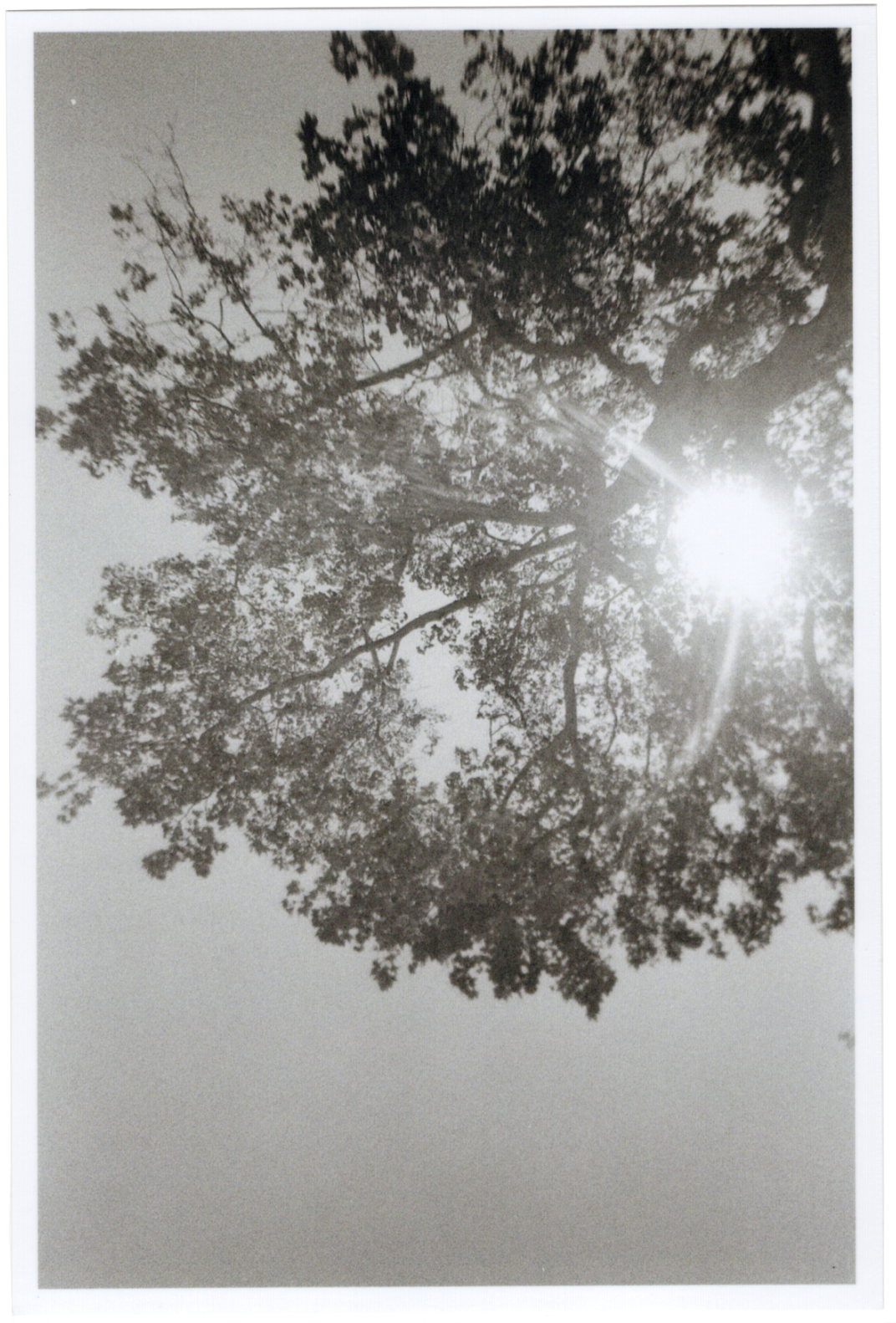 sun through the trees